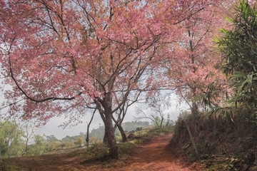Obraz premium view on patch way of Wild Himalayan Cherry Blossom on tree at Khun Wang Royal Project, Doi Inthanon, Chiang Mai, northern of Thailand.