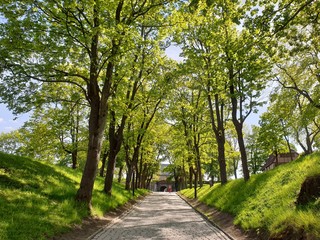 Fototapeta na wymiar Beautiful Trees in Oslo