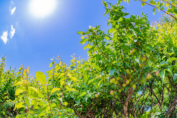 青梅と初夏の青空