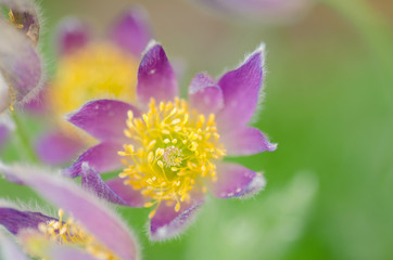 Fototapeta premium オキナグサ