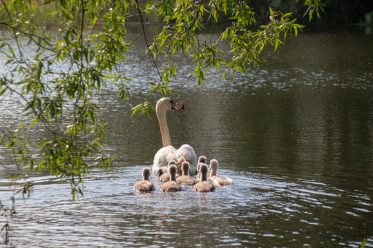 Entengang Bilder Durchsuchen 82 Archivfotos, und
