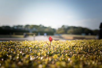 ナンバーワンよりオンリーワン