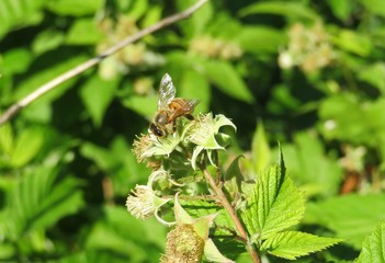Bee on raspberry flower in the garden in spring, closeup 
