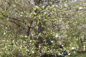 blooming tree in spring