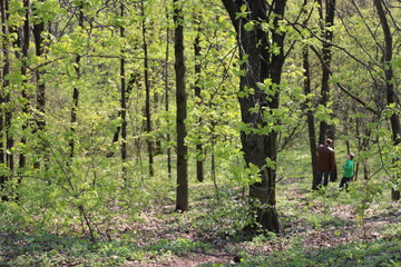path in the forest