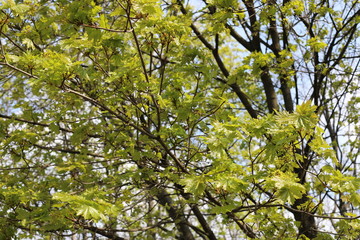 leaves of a maple tree in spring