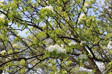 Fototapeta na wymiar pear tree in spring