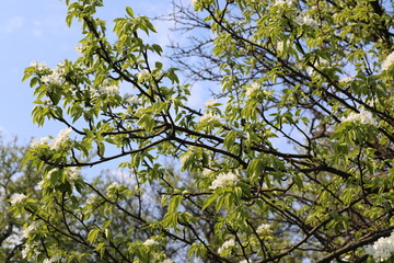 Fototapeta premium blooming pear tree in spring