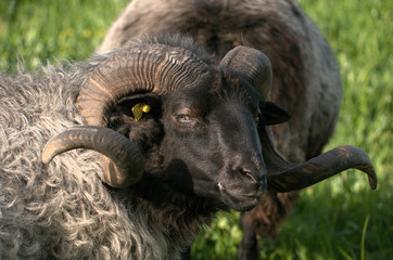 German Grey Heath (Graue Gehörnte Heidschnucke), sheep breed shot in Arbon, Switzerland