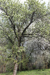 blooming pear tree in spring