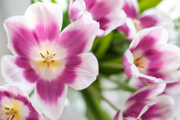 Fototapeta na wymiar White purple tulips on the window