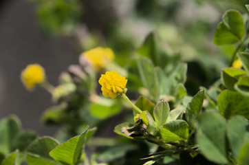 Medicago lupulina, commonly known as black medick, nonesuch, or hop clover, seen here in Switzerland
