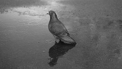 Pigeon on Sidewalk