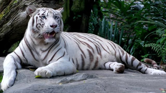 Majestic White Tiger lying on the rock in asian rainforest