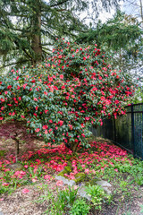 Red Camelia Bush Blossoms