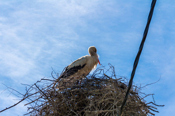 white stork in the nest