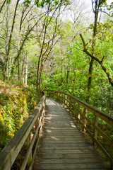 Wooden walkway walking through a forest on a sunny day.
