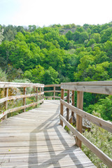 Fototapeta na wymiar Wooden walkway walking through a forest on a sunny day.