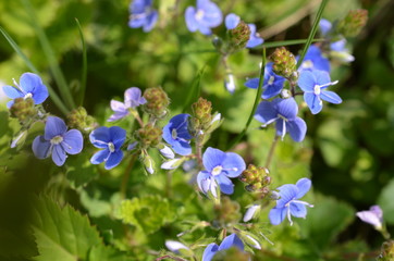 Fototapeta na wymiar Przetacznik ożankowy, malutkie niebieskie kwiatki, maj, Veronica chamaedrys 