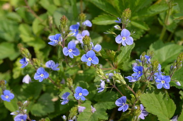 Przetacznik ożankowy, malutkie niebieskie kwiatki, maj,  Veronica chamaedrys 