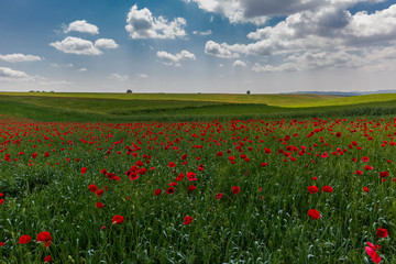 Spring flowering poppies on the field