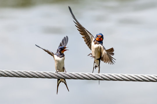 Zwei Rauchschwalben (Hirundo rustica)