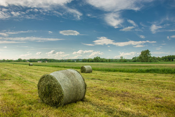 Bales of mowed hay in the field and clouds in the sky