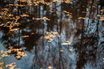 Autumn leaves on the surface of the forest lake.