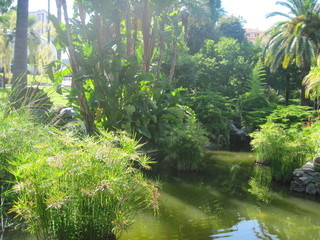 tropical forest and lake