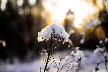 branch of a tree in winter