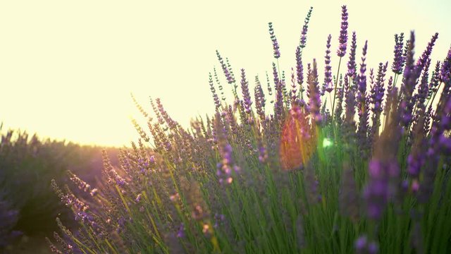 Closeup view of sunset over violet lavender field in Provence, France