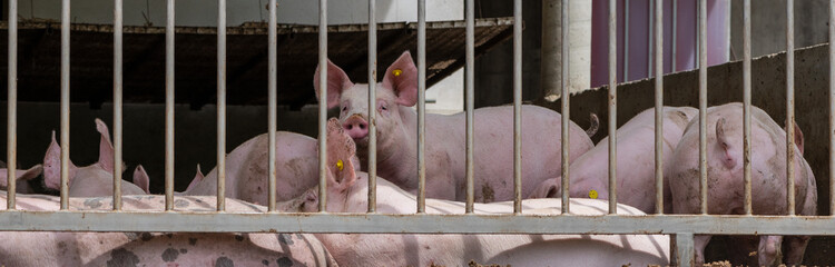 Massentierhaltung-Schlachtschweine in überfüllten, verdreckten Boxen warten auf den Schlachter © Sonja Birkelbach