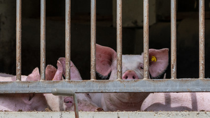 Massentierhaltung-Schlachtschweine in überfüllten, verdreckten Boxen warten auf den Schlachter