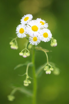 貧乏草 Images Browse 52 Stock Photos Vectors And Video Adobe Stock