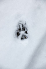 Foot print of a dog or a wolf on the white snow