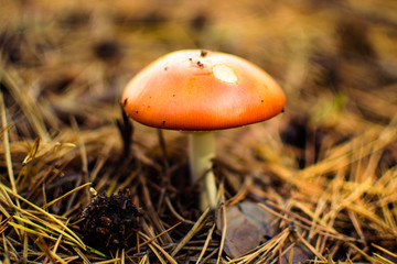 mushroom in forest