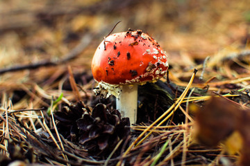 agaric
