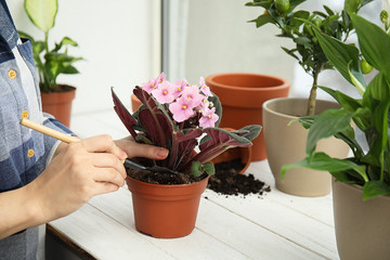 Woman transplanting home plant into new pot on window sill, closeup