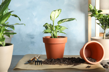 Home plants and empty pot on table indoors. Transplantation process