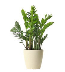 Pot with Zamioculcas home plant on white background