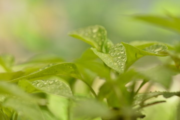 Fototapeta na wymiar drops on leaf
