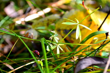 flowers in the garden
