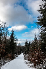 Snowy woodland path in the middle of the winter forest