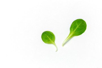 Spinach leaves close up isolated on white background