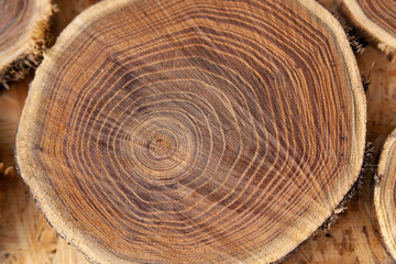 tree cut into round pieces