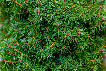 decorative all-season green pine spruce