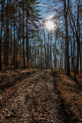 Woodland path in the middle of the forest and the sun