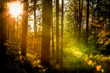 autumn in the forest