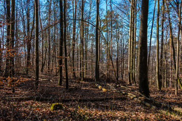 Clearing in the middle of the forest