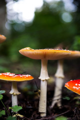 fly agaric mushroom in the forest